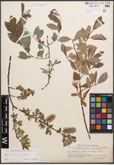 Foto von Salix caprea L. x Salix repens L.
